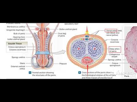 Male reproductive system