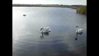 preview picture of video 'Swans near Black Sea Romania'