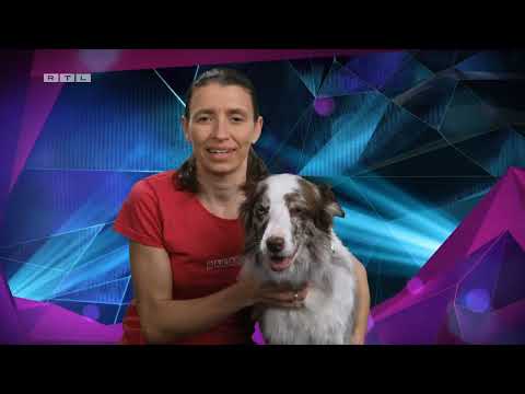 Top Dog Germany – Der beste Hund Deutschlands🐾🤩🐾 2023 Bacardi Razz