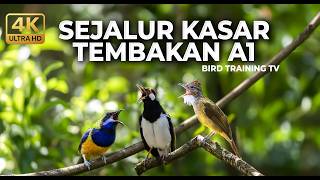 Download lagu 🔴 Live Masteran Panjang Kasar Cucak Jenggot Racing vs Cucak Cungkok Gacor vs Jalak Suren Gacor mp3 Download lagu 🔴 Live Masteran Panjang Kasar Cucak Jenggot Racing vs Cucak Cungkok Gacor vs Jalak Suren Gacor mp3