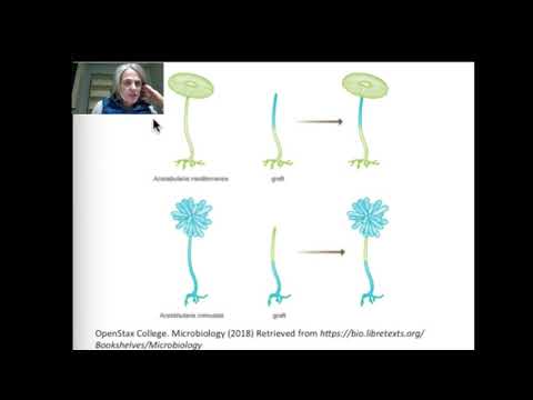 Hammerlings Acetabularia