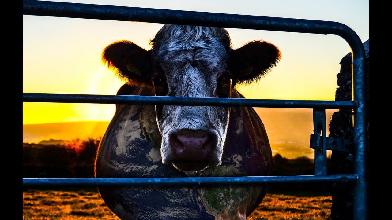 COWSPIRACY - Official Teaser 1 - HD