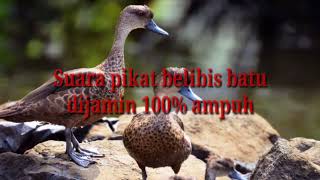 Download lagu suara pikat belibis batu dijamin ampuh 100% gacor mp3