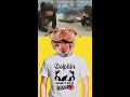 Funny Dolphin Wants A Lot Of Kisses Cute Dolphin Kisses Shortsfunny
