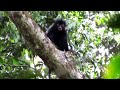 Newly Identified Monkey Species Found In Congo