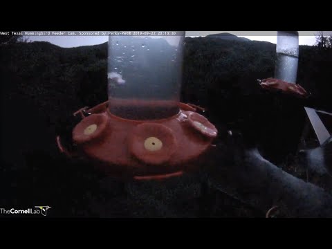 Raccoon Empties Feeder On West Texas Hummingbird Cam – Sept. 22, 2019