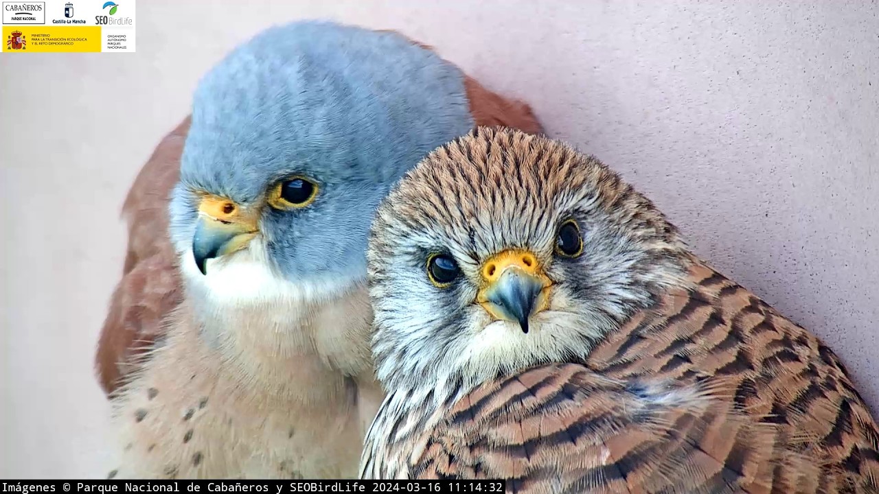 Live webcam view of Cámara del Nido de Cernícalo
