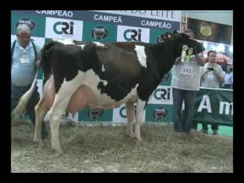 , title : 'Campeonato Vaca Adulta - Holandes Vermelho e Branco'
