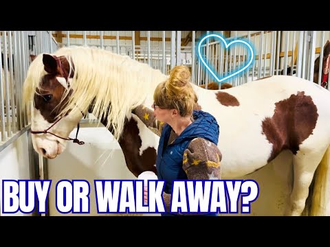 Risky Buy or Hidden Gem? Marvelous Pinto Gelding At The Horse Sale