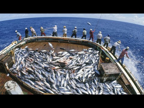 Amazing Fastest Bluefin Tuna Fishing Skill - Modern big boat catching hundreds tons Fish on the sea