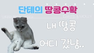 고양이와 함께하는 일상이 바쁘지만 행복한 이유?