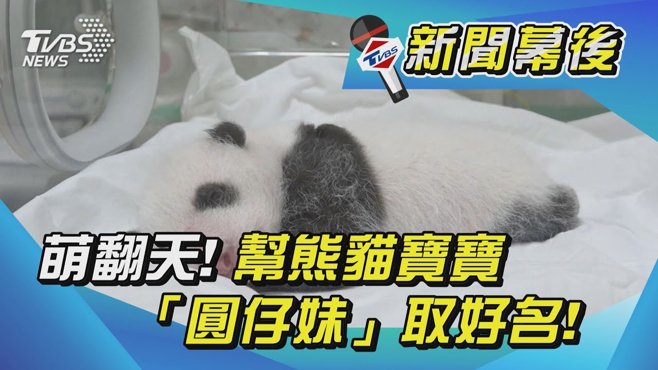 取名囉!超萌「圓仔妹」滿月 動物園推命名活動
