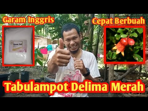 How to Grow Red Pomegranates in Pots Full HD