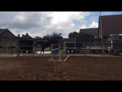 4 years old mare by Van Gogh x Continue