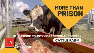 Herding Cattle on the Grounds of a TN Prison