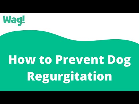 How to Prevent Dog Regurgitation | Wag!