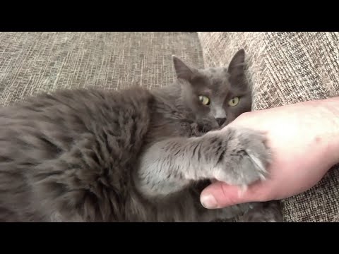 Romeo the Nebelung cat shows his love and playfulness