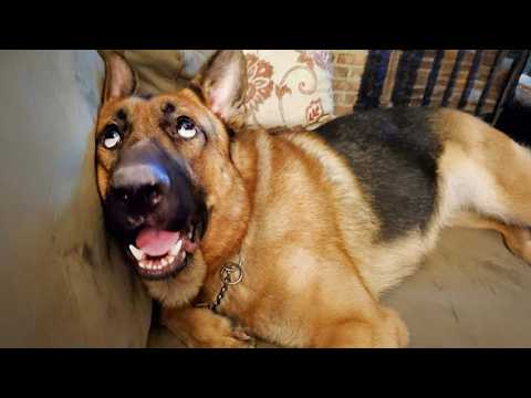 Les bergers allemands sont nés pour être des comiques ! 🤪 funny dog videos 2025