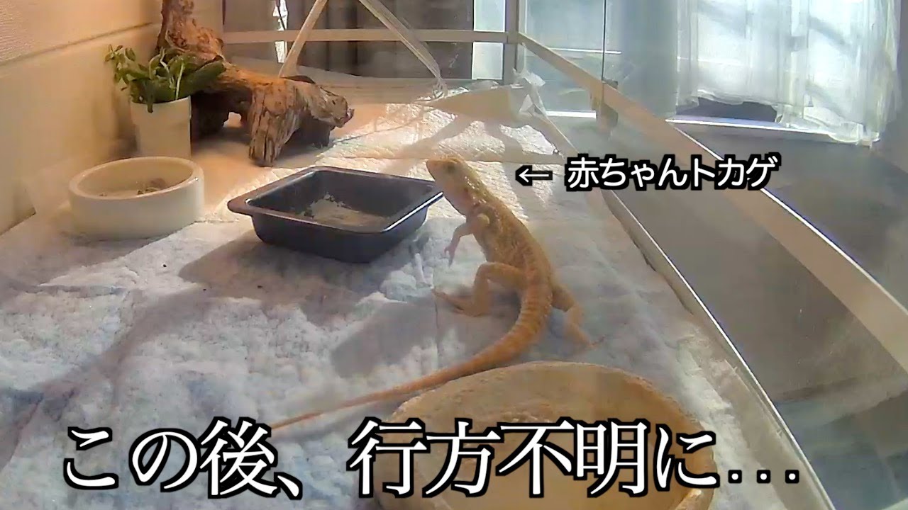 お迎えしたばかりのフトアゴヒゲトカゲが消えました…ペットカメラがなかったら詰んでました