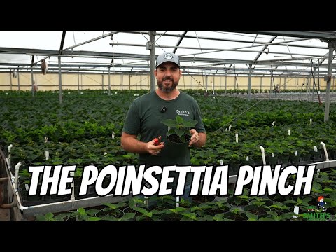 The Poinsettia Pinch