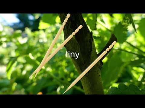 PawPaw Cleft Grafts - Years 1, 2, and 3 - Asimina triloba - From GRAFT to FRUIT in 3-4 years