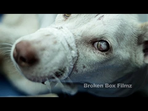 Animal Care on Wheels