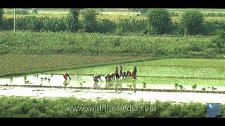 Agriculture : Rice Cultivation in India