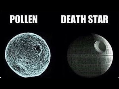 Alles, was Sie über Gräserpollenallergien wissen müssen.