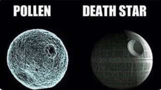 Everything you need to know about grass pollen allergies.