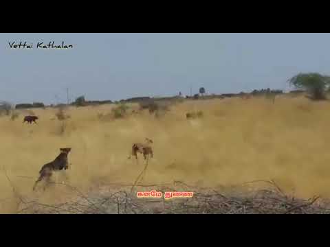 Tamil vettai dog hunting