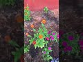 3806 Garden