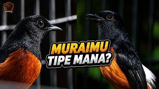 Fast or Slow Metabolism in Murai Don't Get the Setup Wrong! | Part 2