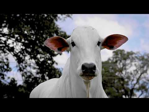 SINO AGROPECUÁRIA - NOVILHA NELORE - JAMARI SINO - SINO 4045