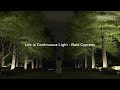 Life is Continuous Light - Bald Cypress