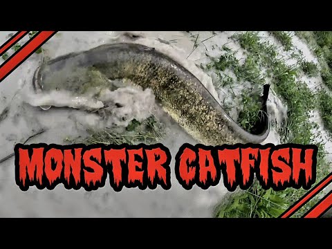 Spinning Al Siluro-Monster Catfish!