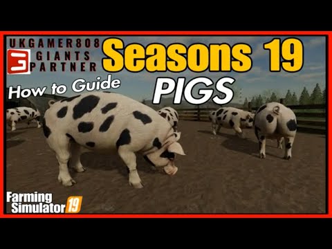, title : 'How to Guide PIGS Seasons fs19 farming simulator 19'