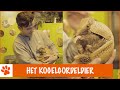 Wat maakt het kogelgordeldier zo speciaal? | DierenpraatTV