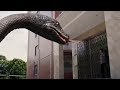 The Giant Snake Takes Crazy Revenge On The Female Stewardess School