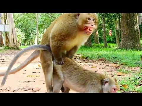 Monkeys Mating With Humans Sex - âž¤ Monkey Sex Bf â¤ï¸ Video.Kingxxx.Pro