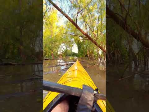 Short - sonido aves, agua y naturaleza - ASMR - Laguna - San Lorenzo, Santa Fe - RemoAventura