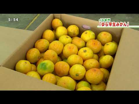 202010JA紀州ゆら早生