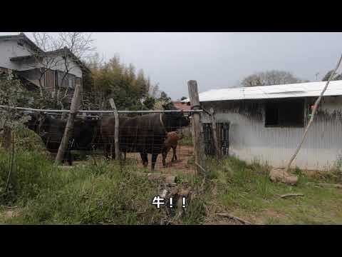 教育学科 八雲立つ風土記の丘蔵出し映像総ざらえ！20200418牛小屋