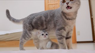 The lost kitten meowing loudly for his mother was so cute...