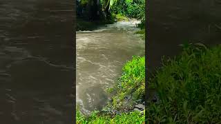 Download lagu Sungai mengalir menembus lebatnya pepohonan#shorts ,#storywa,#tiktok mp3