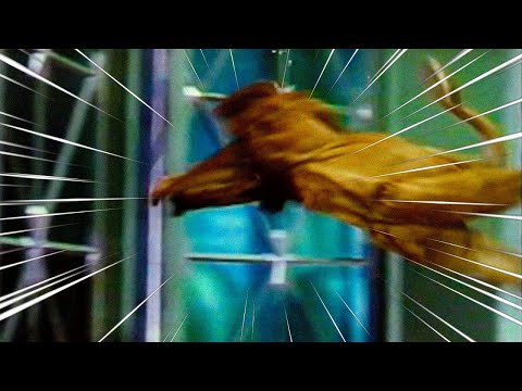 The Cowardly Lion Jumps Out A Window