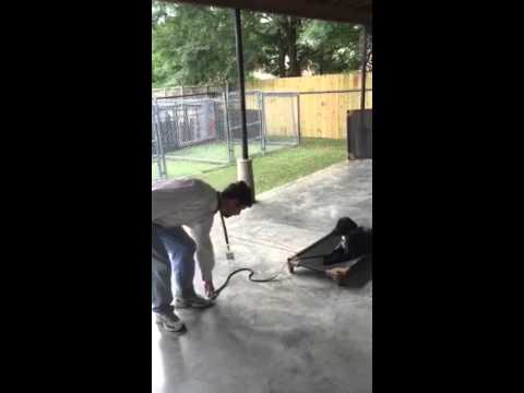 The Barking Zone - how to - day 2 "place" command challenge