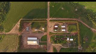 Lavoura de Milho - Matupá