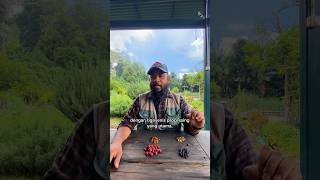 Download lagu Perbedaan Proses Kopi Full Wash, Honey, dan Natural ☕ #BMBFarmingDivision mp3