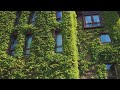 Weekend Gardening: Does ivy actually cause structural damage to buildings?