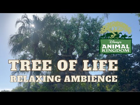 Animal Kingdom | Tree of Life | Music and Ambience (Realistic Audio)